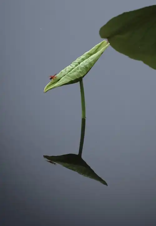 小荷才露尖尖角,早有蜻蜓立上头