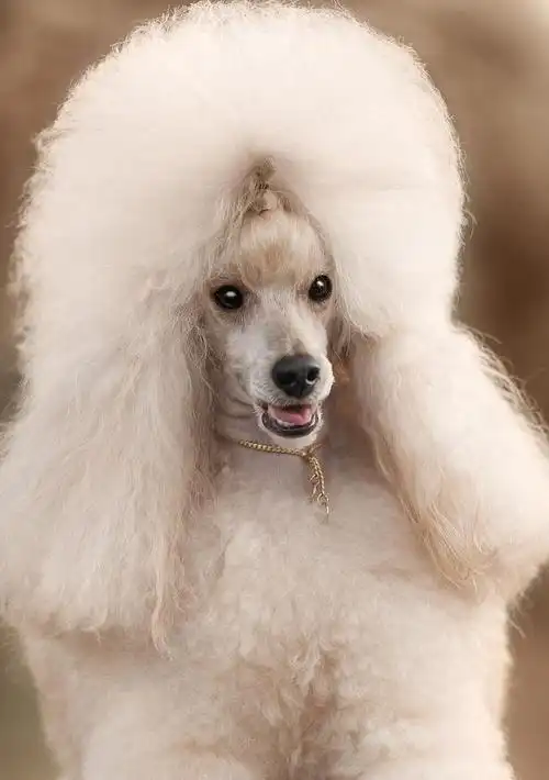 养泰迪犬的三大缺点,别等后悔了才了解,那时候你会舍不得!