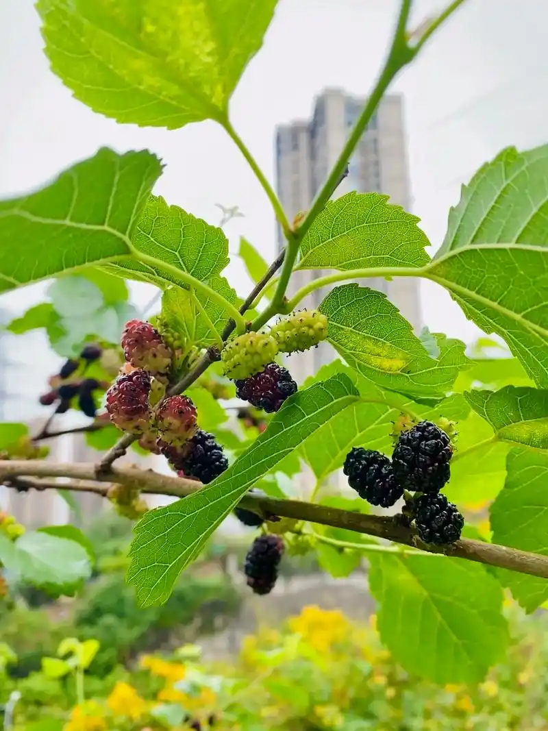 野桑葚.【07被我发现了一处"野桑葚"免费让我薅羊毛 就在家 - 抖音