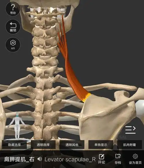 浅谈:练不对就会造成损伤的肩胛提肌