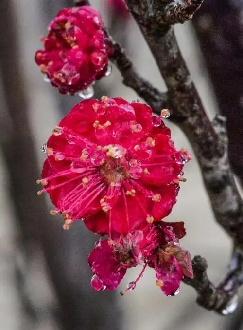 红色腊梅花图片(红色腊梅花图片带表什么意思)