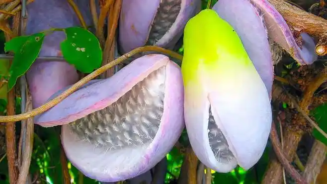 世界上最奇特的水果你见过几个呢?6个你从未听说过的独特水果