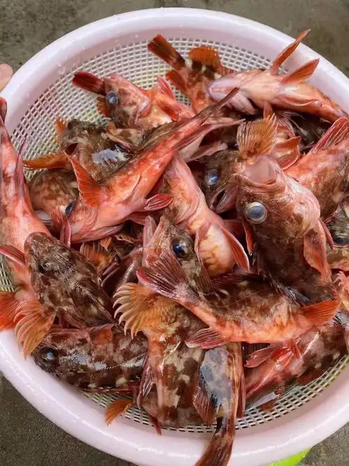 野生石九公刚刚上岸保证鲜度活活现杀