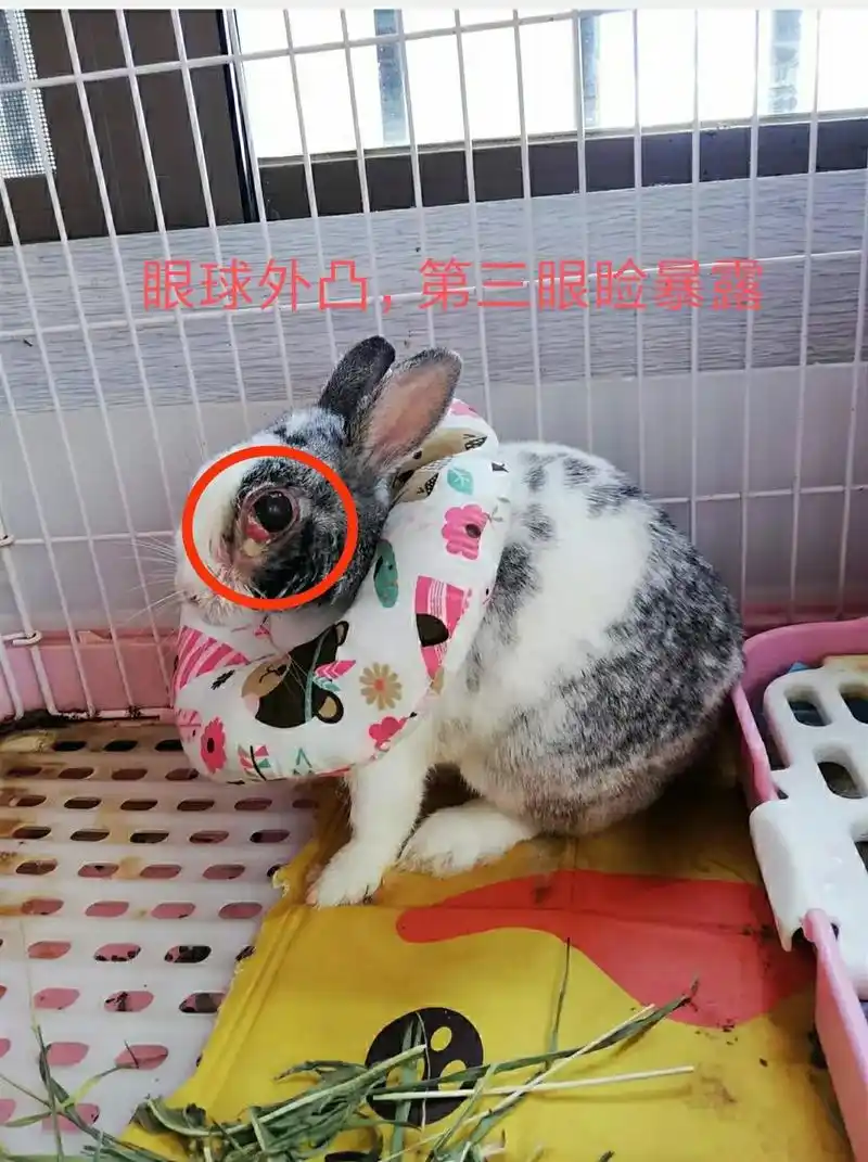 兔子的牙齿问题.