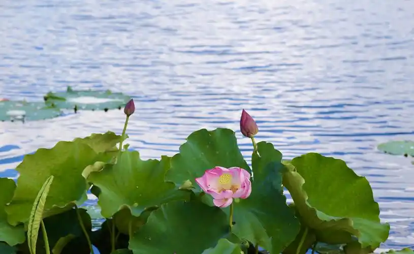 荷花荷花——你最纯洁最美丽