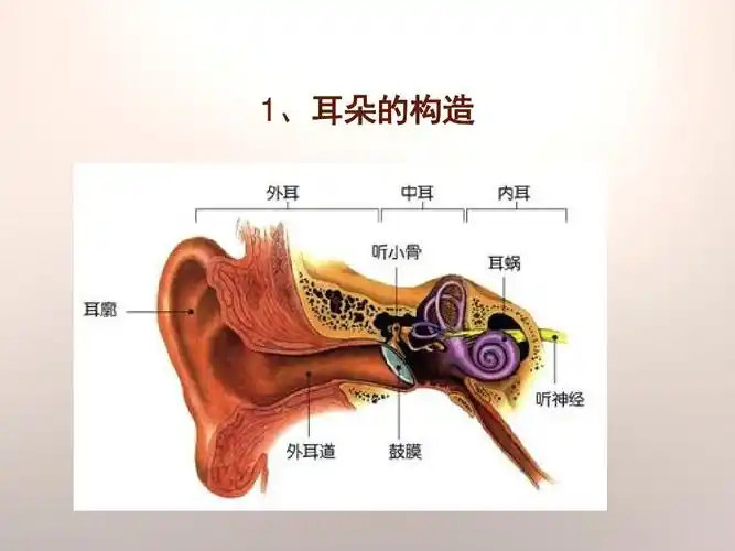 青岛版小学五年级科学上册第12课《怎样听到声音》ppt课件(1)