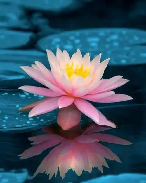 是因为晓得他也有佛性,也能成佛,所以救度他到极乐世界去,他就能够