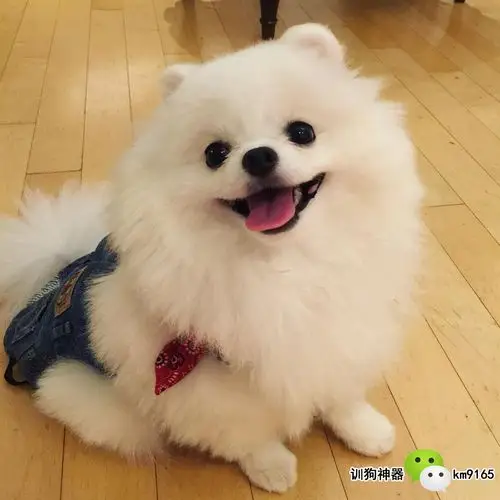 今天就跟我回家吧,叫我怎么拒绝这呆萌的小可爱狗