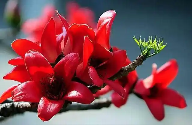 木棉花的花语是什么(木棉花的花语是什么意思)