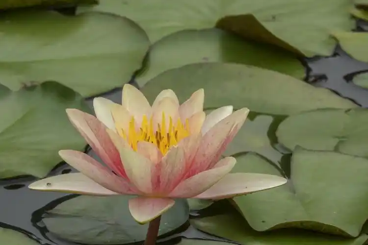 【首发】五彩莲花(一)