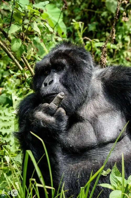 搞怪动物照片:不仅给摄影师抛媚眼,还实力抢镜