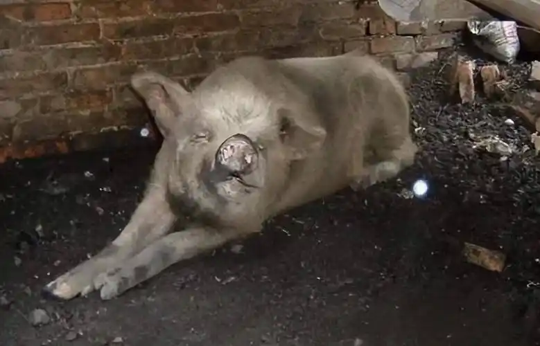 2008年汶川地震"猪坚强",被埋废墟36天生还,后来怎么样了