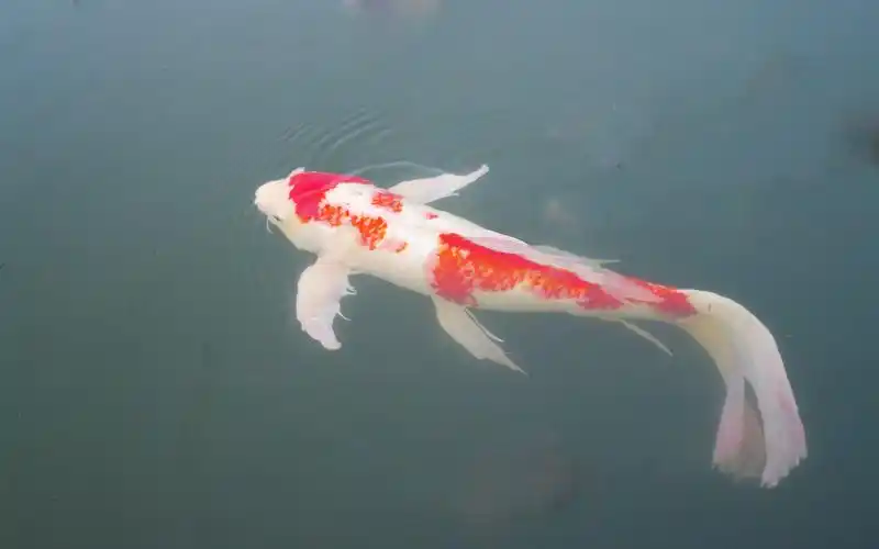 锦鲤鲤鱼高清电脑桌面壁纸图片