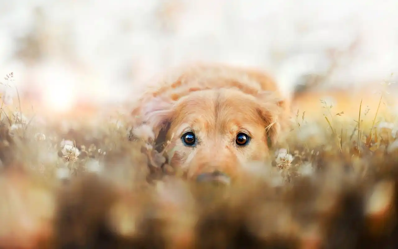 呆萌汪星人可爱狗狗高清电脑桌面壁纸大全下载