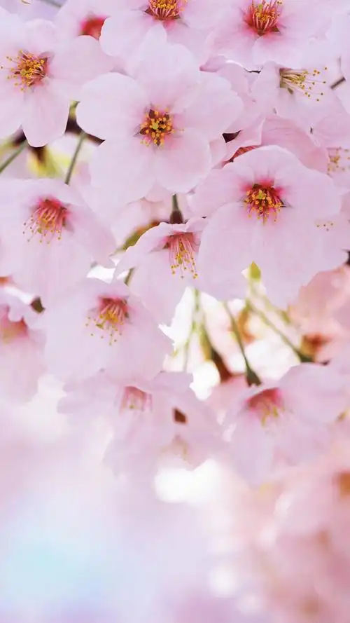 清新 摄影 田园 绿色 自然 淡雅 风景名胜 壁纸 素材 锁屏 屏保 高清