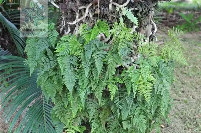 白毛蛇祛风除,湿用于风湿性关节炎,腰腿痛,腰肌劳损