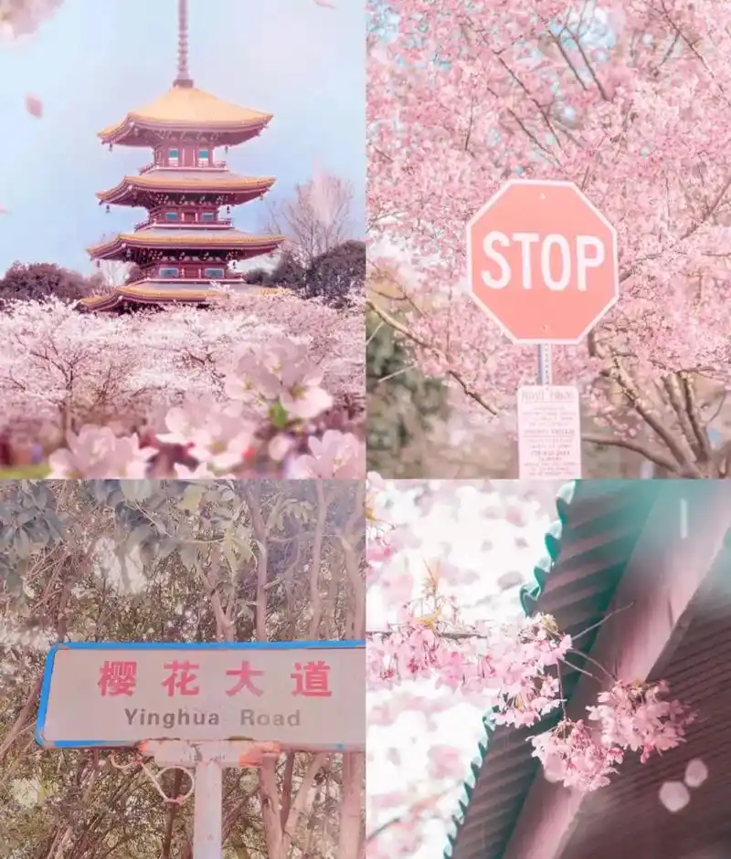 不久后武汉就会是这个样子的94要和喜欢的人一起去看樱花呀～# - 抖