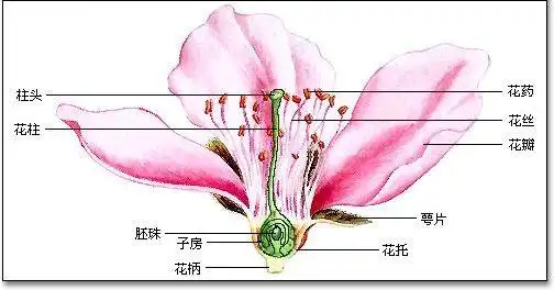 五年级科学实验 花的构造