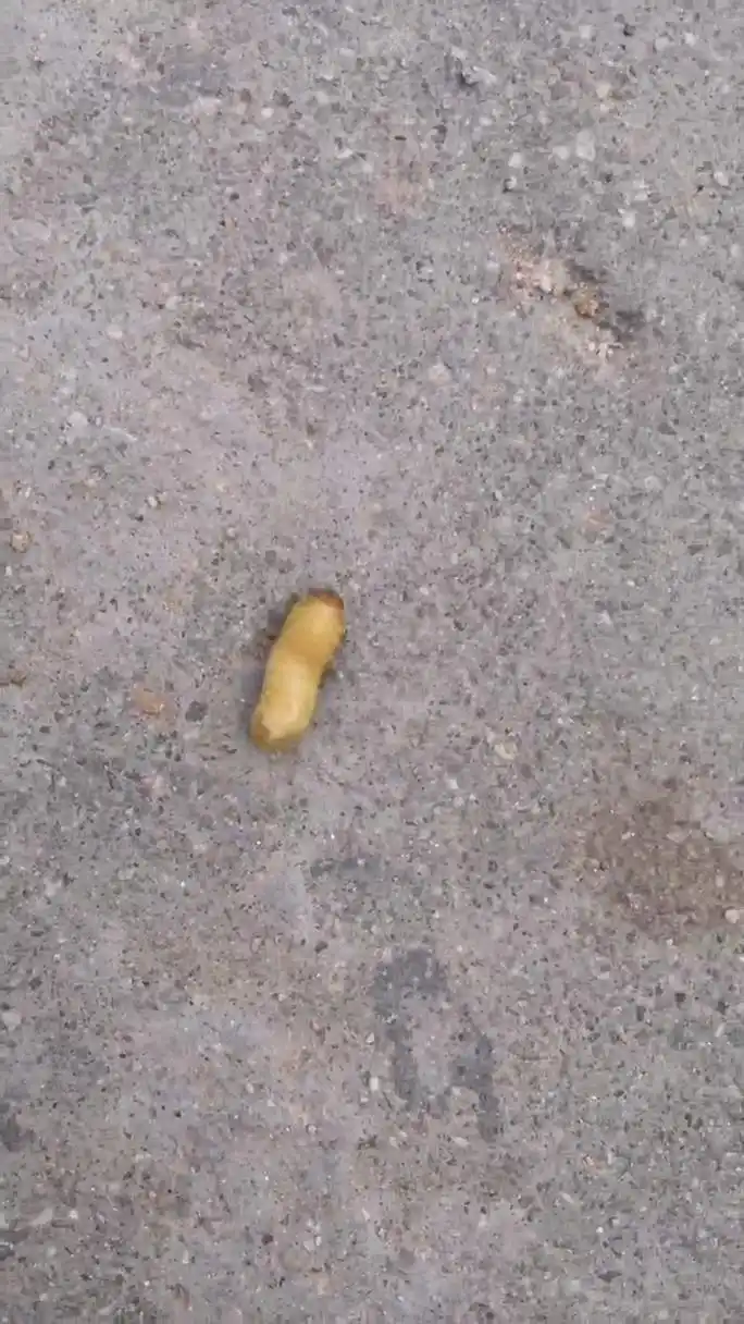 这是什么虫子?白白胖胖的,像蛆一样蠕动着