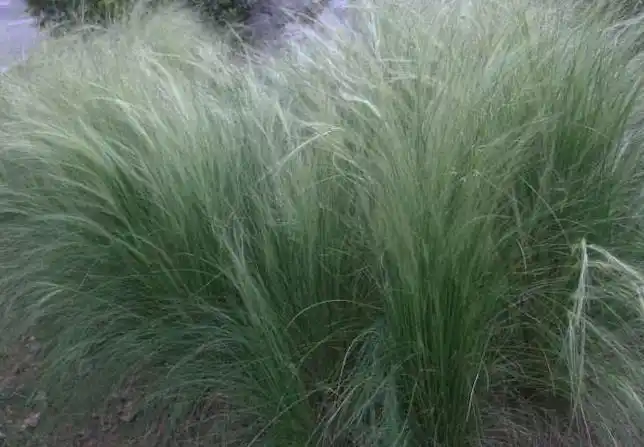 p>天山针茅主要分布于新疆地区. /p>