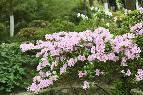 1/ 12 2020年4月14日, 人间最美四月天,合肥市逍遥津公园杜鹃花盛开