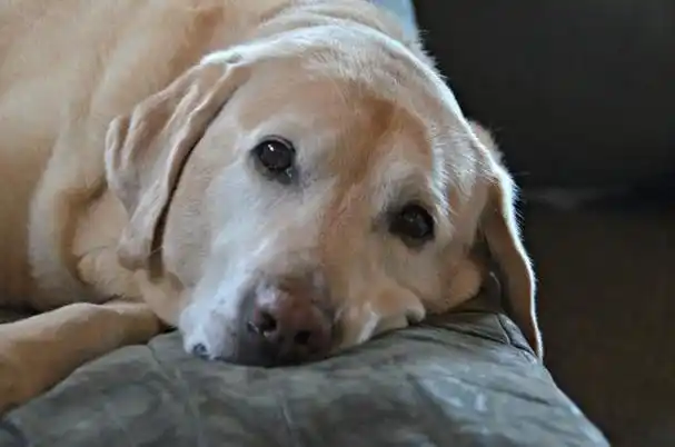 都说狗狗是有感情的那它伤心会哭吗狗狗流泪的真实原因