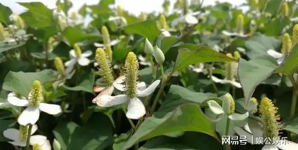 鱼腥草是害人草经常吃鱼腥草会怎样呢医生告诉你答案