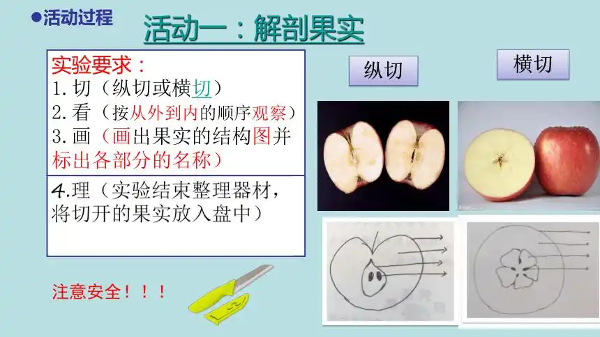 5.《植物的果实》教学课件(32张ppt)
