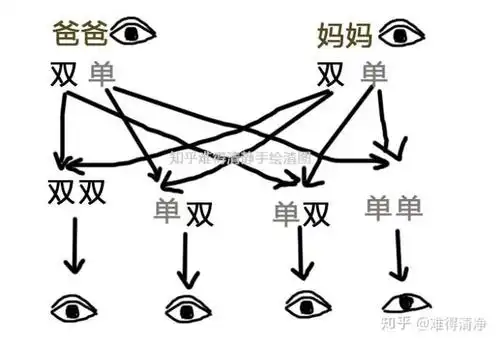 双方父母都是双眼皮,我和男朋友都是一单一内双,有可能生出来双眼皮