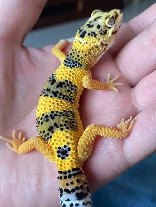 不贵的守宫也挺好看