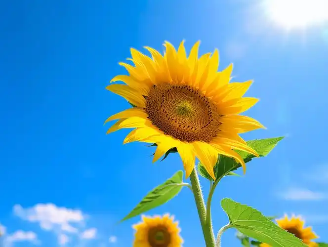 向日葵花朵清新美好希望鲜花花束向日葵蓝天白云背景唯美壁纸