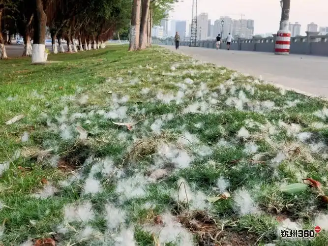棉絮飘飘五月天!