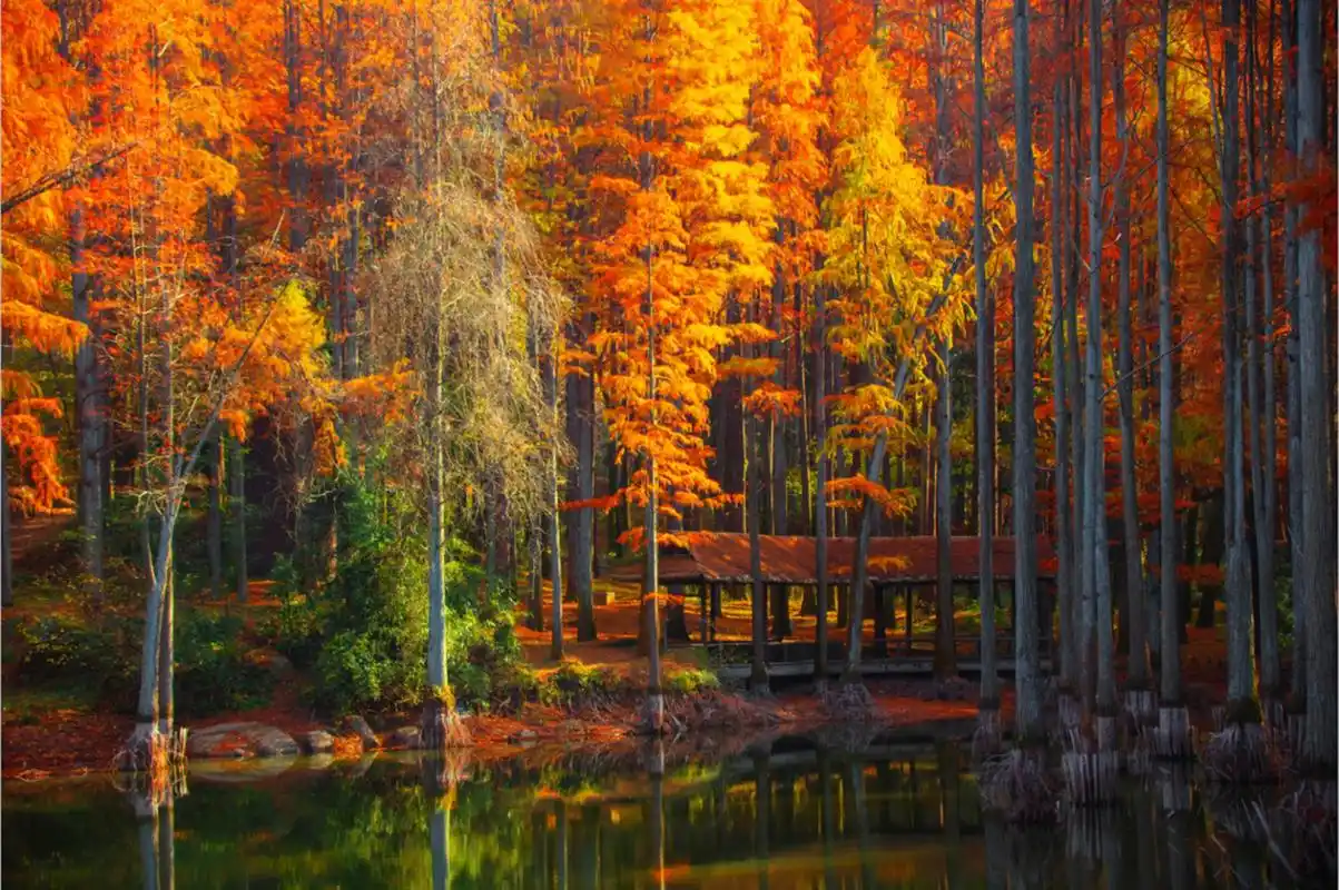 波尔登森林公园,即使在冬季,也保留着秋天的温暖.