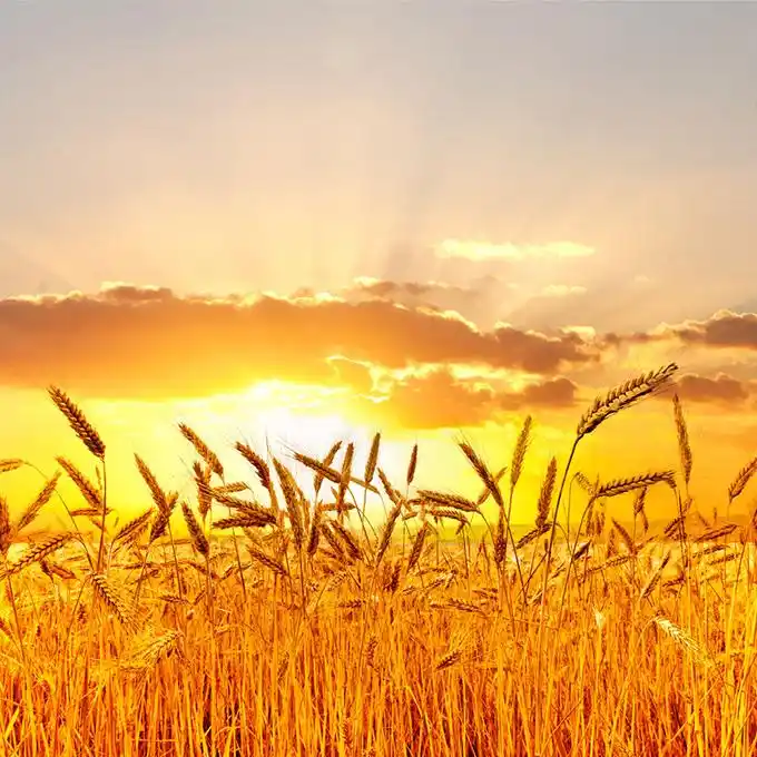 绚丽的黄昏麦田美景高清摄影图片