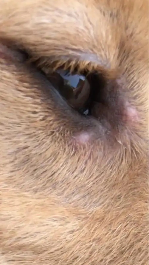 狗狗眼睛周围长了小疙瘩