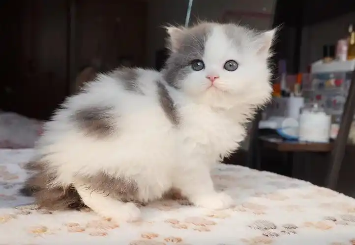 丁香色英短净梵,蓝白高地梵花宝宝找新家