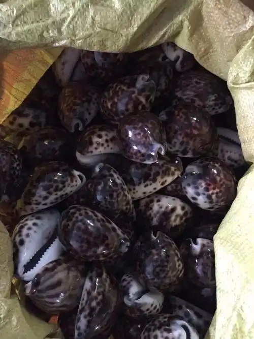 虎斑贝 鱼缸家居 酒店装饰 天然贝壳 海螺 海星批发