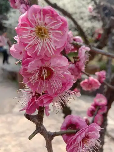 3.13无锡梅园一日游