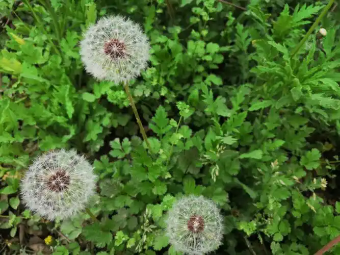 蒲公英是自由的想飞哪里就飞哪里于它而言岁月不过是寂静盛开只等风来