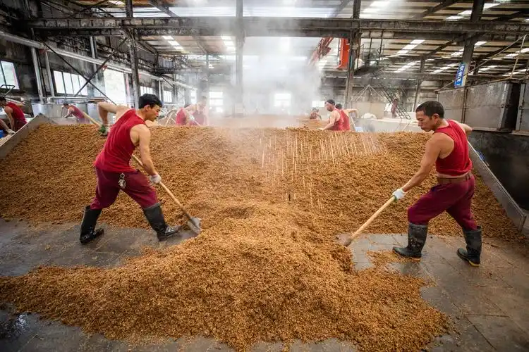 贵州毕节:初秋时节酿酒忙