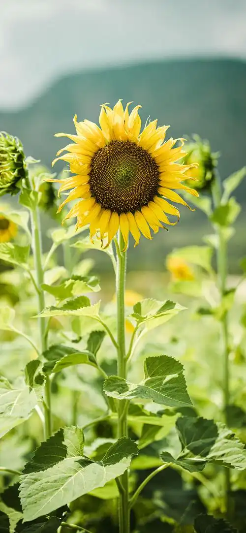 一眼就爱上的手机壁纸