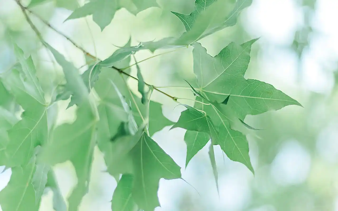 首页 桌面壁纸 植物壁纸 高清绿色护眼植物图片桌面壁纸 (4/ 8) 2018