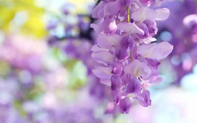 紫藤花,淡紫色 桌布 - 1280x800