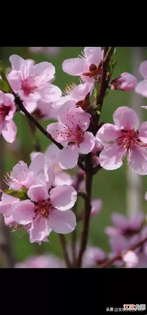 描写春天桃花儿开放的优美句子,春天到了桃花开了照样子把句子写得生