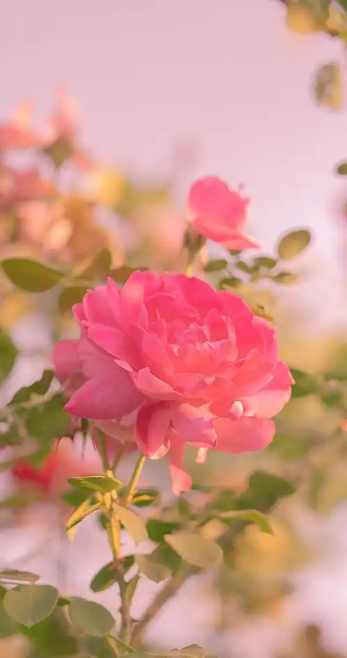 1500_2848竖版 竖屏