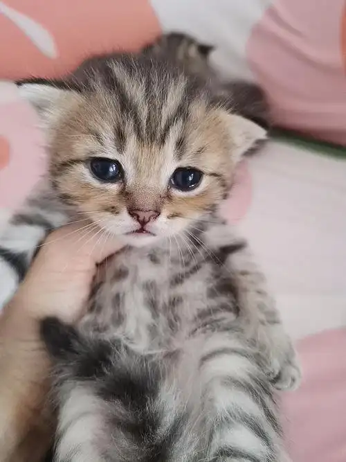 有偿|最后一只弟弟 英短金虎斑小猫