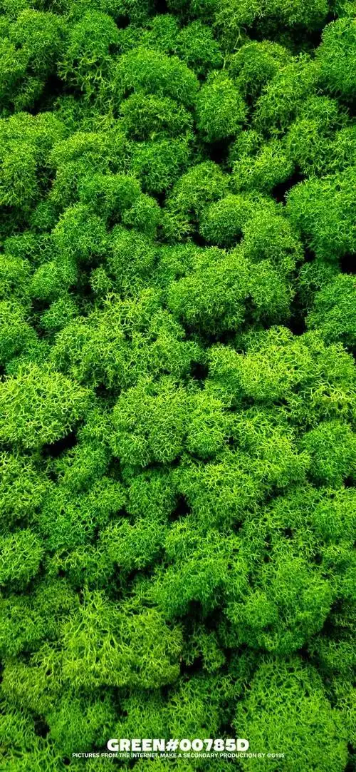 精选清新养眼的手机壁纸春天是绿色的专场