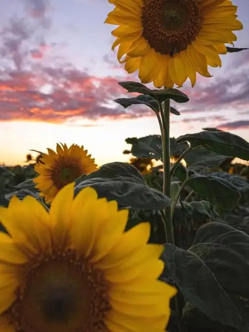 壁纸超好看全面屏壁纸