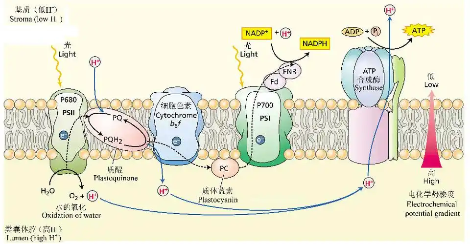 光合作用的光反应阶段是在类囊体薄膜内侧还是外侧?