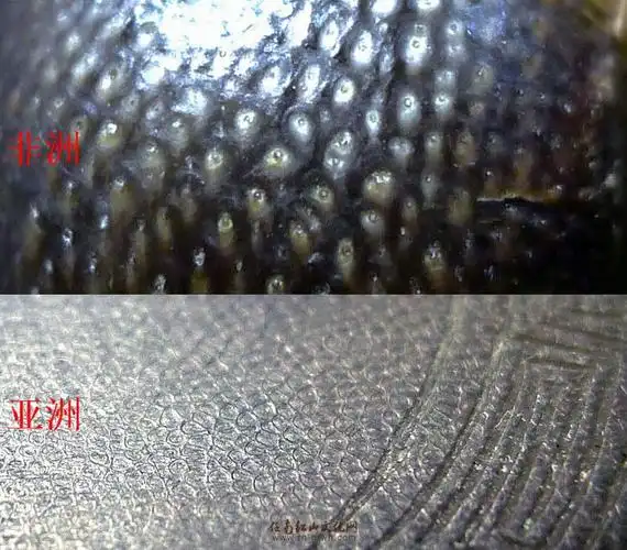 亚洲犀牛角 任南藏品 - 第5页 - 中华古玉器 论坛 - 红山文化,任南